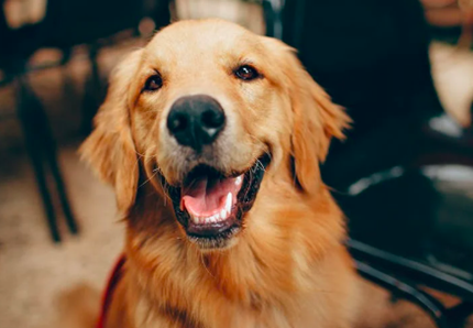 Elezioni 2022, l’Oipa: si può andare a votare con il cane